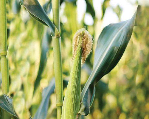 Sweet Corn - Middleton Farmers Cooperative